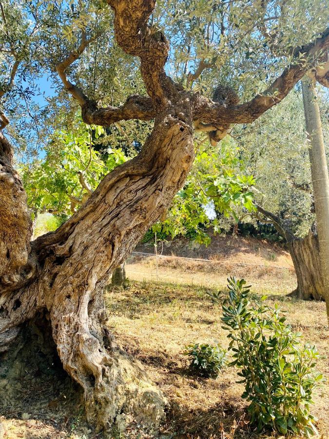 Villa Francesca Spoltore Εξωτερικό φωτογραφία